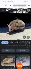  5 موجود قنفذ للبيع