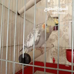  5 ذكر كوكتيل عمر 5 اشهر  البيع مع القفص