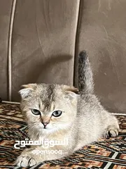  3 للبيع قطوه كتن