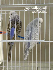  1 طيور مميزة للبيع