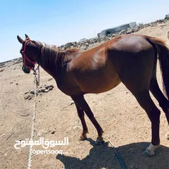  1 خيل لبيع العمر سنتين