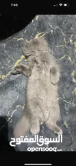 8 Female Scottish fold kitten