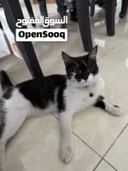  1 2 Female Cats for Adoption (8 Months)