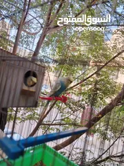  7 طيور حب و روز و فيشر