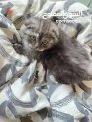  9 قطط للبيع بأسعار مغرية
