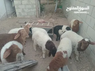  6 عبر عمر 3 شهور  عدد9