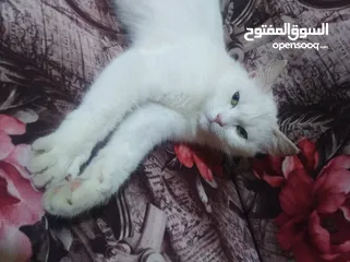  2 قطه شيرازي