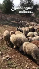  2 الكل يصلي على النبي أضاحي للبيع جميع الأوزان