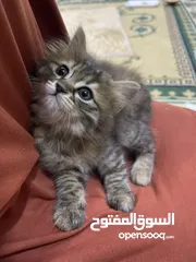  2 قطة -كتن صغيره