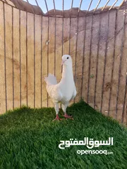  2 طيور مستوى جميل