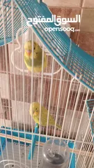  2 عصافير الحب