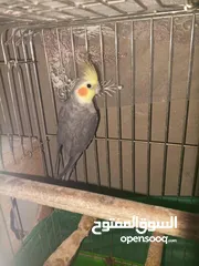  4 جوز طيور كوكتيل شغالات ومنتجات بأذن الله تعالى