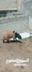  1 خروف. بصلاه على نبي