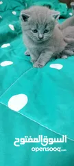  10 Scottish Fold new born kitten for Adoption