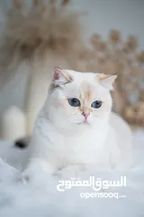  17 Scottish British shorthair longhair kittens British shorthair Scottish fold kittens Scottish