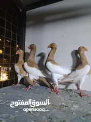  26 جواز يهودي نخب شغالات جاهزات للبيض مع فراخهن كوم كاما ماخذ جميع المطاعيم ومعقمات من الحشرات