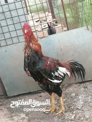  1 ديك باكستاني سوبر