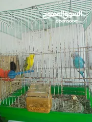  6 جوزين حب ماكنات انتاج بسعر حرق