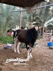  3 ثور اسباني للبيع