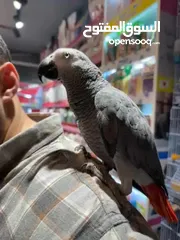  5 ببغاء الكاسكو