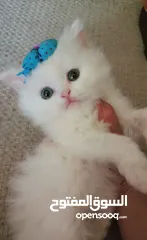  6 Available kittens for sale high quality breed Cats (Silver British breed & Scottish straight breed.)
