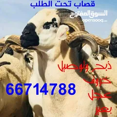  8 قصاب الكويت  زبح وتوصل جميع انواع الذبائح   خروف  عجل  بعير