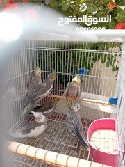  3 كوكتيل وايت فيس