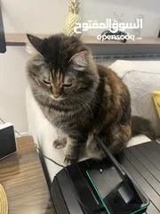  2 Mixed local/Persian cat for adoption  قطة مزيج بين بلدي و شيرازي للتبني