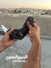  4 طيوور حمام للبيع بسعر مناسب تنظيف سطح