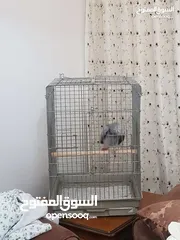  27 كاسكو اسطوره الكلام متكلم مواجهه كلام مفتوح