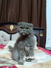  8 قطه سكوتش فولد لون سكني للبيع بسعر مغري جدا للتواصل  القطه اكتير الاليفه وهاديه