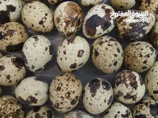  1 بيض فري للأكل