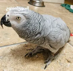  2 For adoption male African grey bird