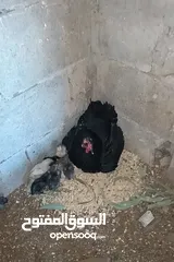  7 3 جاجات مع فراخهم