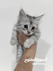  4 السلام عليكم قطط للبيع