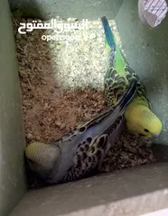  9 جواز حب مشكله
