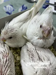  3 افراخ كوكتيل بينو