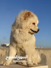  4 كلب تشاو تشاو