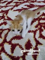  9 قطط شيرازية للبيع