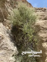  3 زعتر عماني للبيع