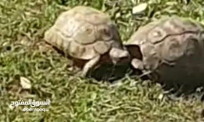  3 جوز سلاحف ذكر وانثى