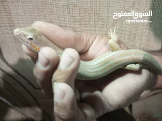  9 متوفر ضب +حرباء+شنايدر ــ»اليفات وغير مؤذى صحه ممتازة جدا المعاينه قبل الشراء الاسعار مناسبه وحرق