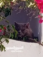  4 قط بريطاني ذو الشعر الطويل(السعر قابل لتفاوض سبب البيع السفر