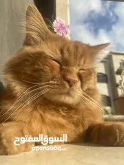  3 قط ذكر للتزاوج