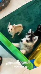  16 tea cup husky -Pomsky puppies F3 teacup size and Pomeranian puppies