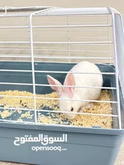  10 Selling a Dwarf Rex Mix Rabbit