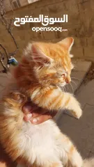  5 تبني قطشيىازي