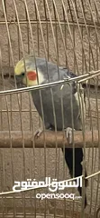  2 فحل كوكتيل اليف 80%