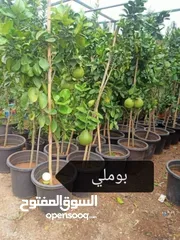  10 ركن المنزل لخدمات الزراعة العامة وتنسيق الحدائق وصيانتها مع خدمة التوصيل لكافة محافظات المملكة