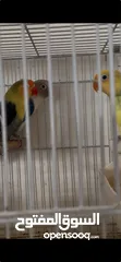  2 جوز فيشر بار بلو مع فراخ